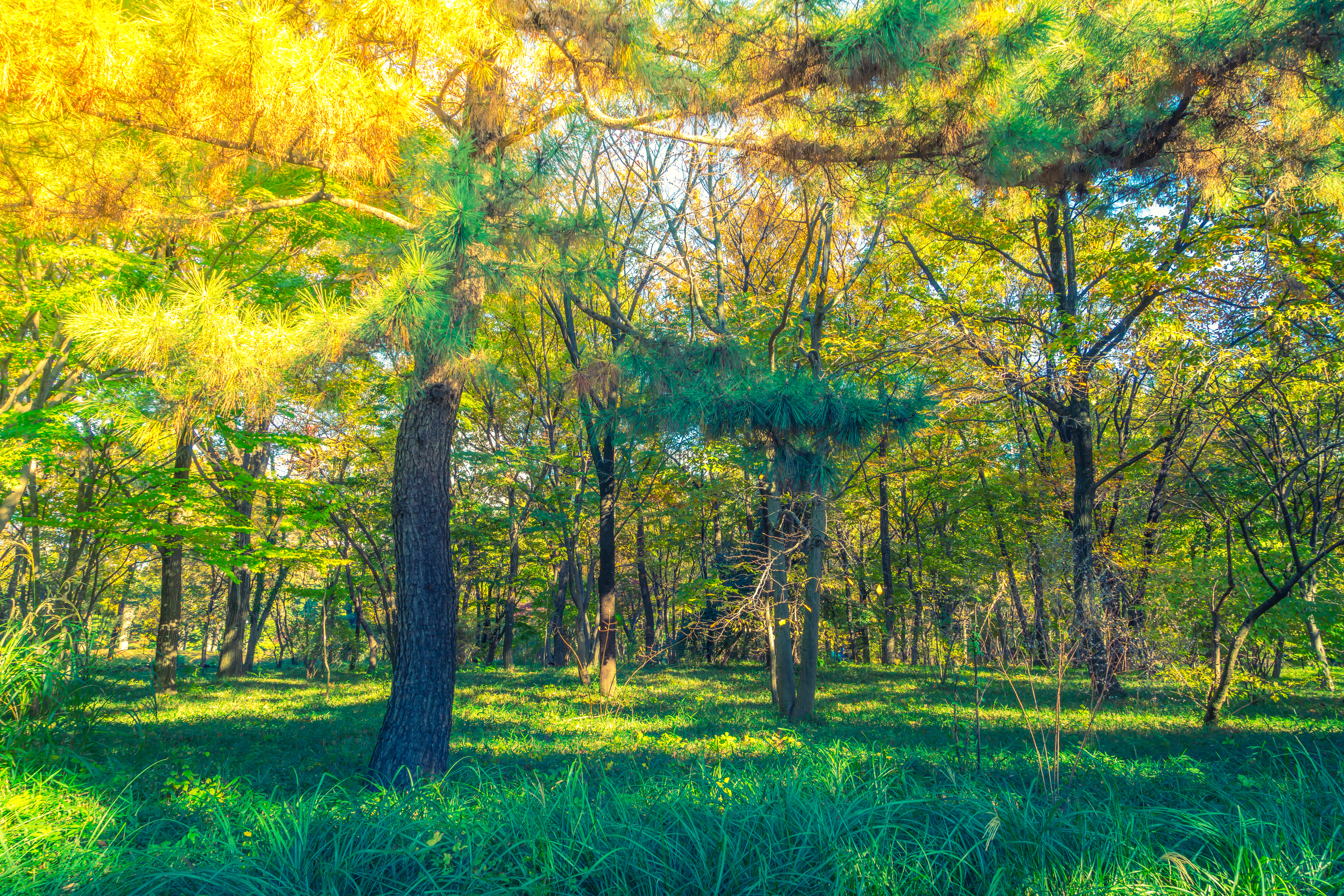 Ranger Trees