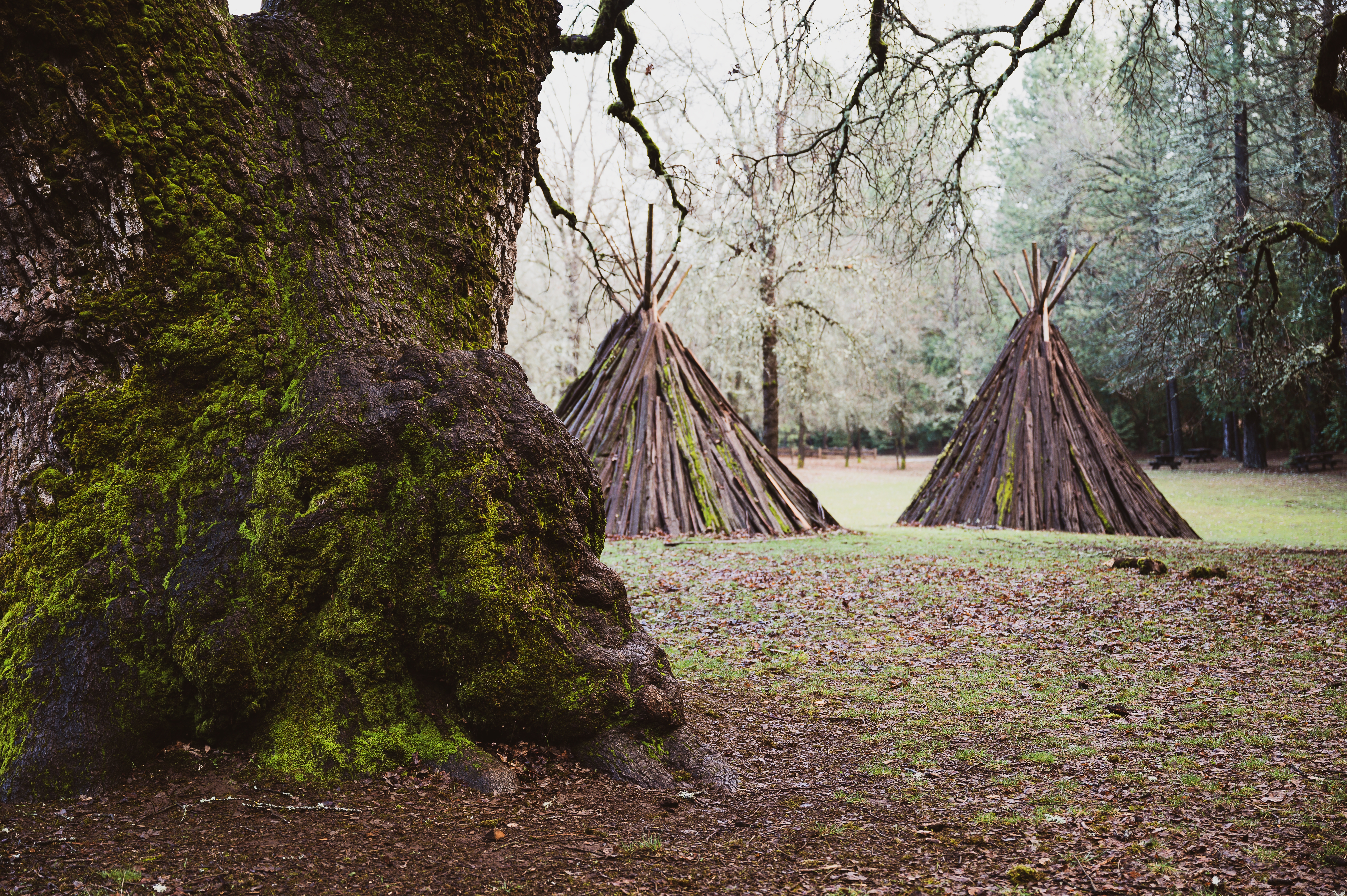 Ranger Trees